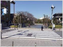 東綾瀬公園横断歩道（信号有り）の写真